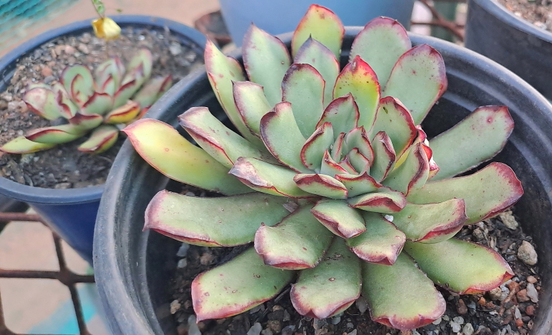 Echeveria pulidonis 'Magma Pearl'