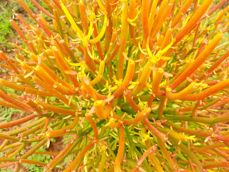 Euphorbia tirucalli 'Firesticks'