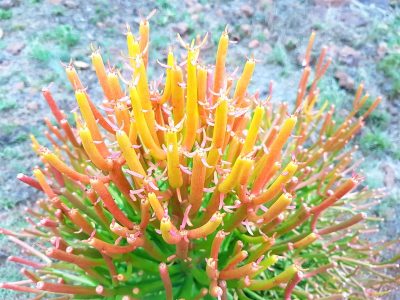 Euphorbia tirucalli 'Firesticks'