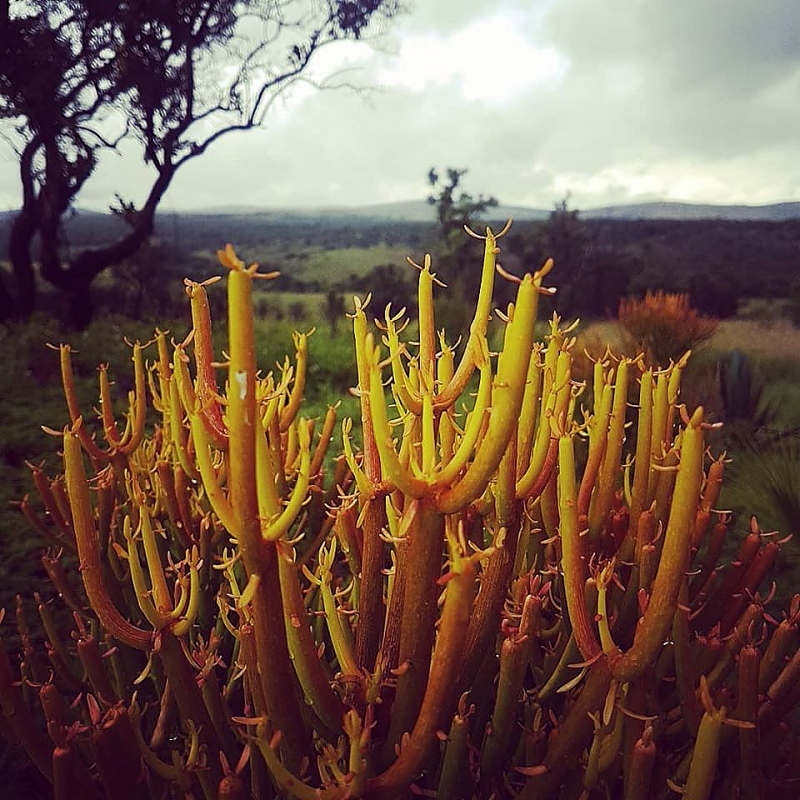 Euphorbia tirucalli 'Firesticks'