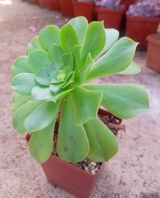 Aeonium canariense - Giant Velvet Rose
