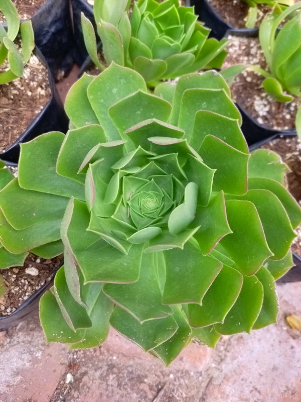 Aeonium canariense - Giant Velvet Rose