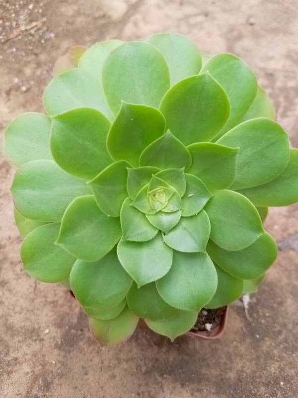 Aeonium canariense - Giant Velvet Rose