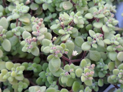 Crassula expansa fragilis - Fragile Crassula