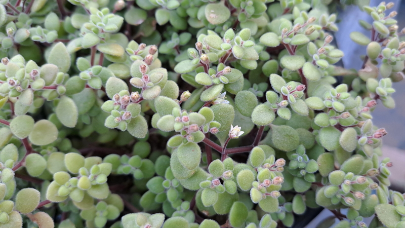 Crassula expansa fragilis - Fragile Crassula