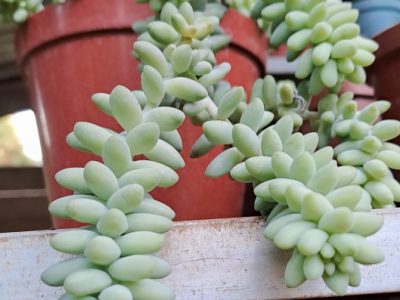 Sedum morganianum 'Burrito' - Baby Burro's Tail
