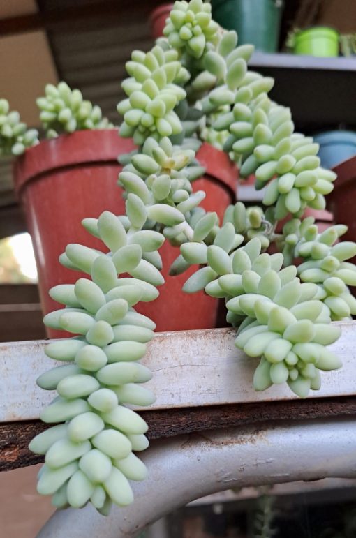Sedum morganianum 'Burrito' - Baby Burro's Tail