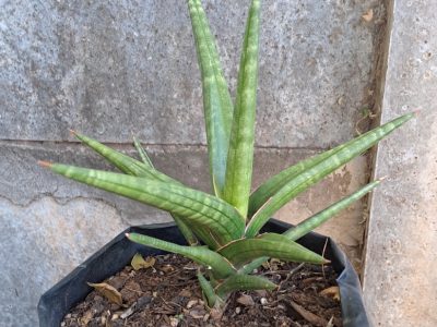 Dracaena ballyi - Sansevieria ballyi