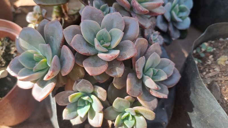 Echeveria 'Melaco'