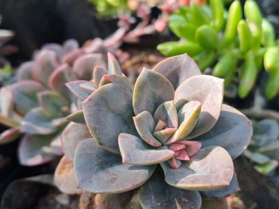 Echeveria 'Melaco'