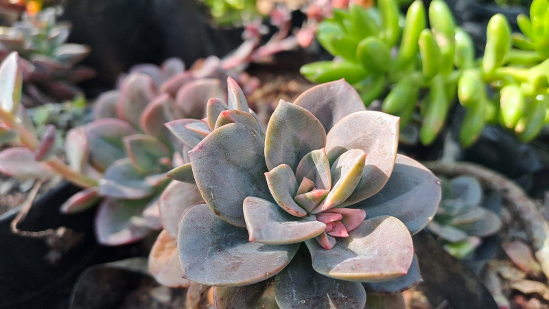 Echeveria 'Melaco'