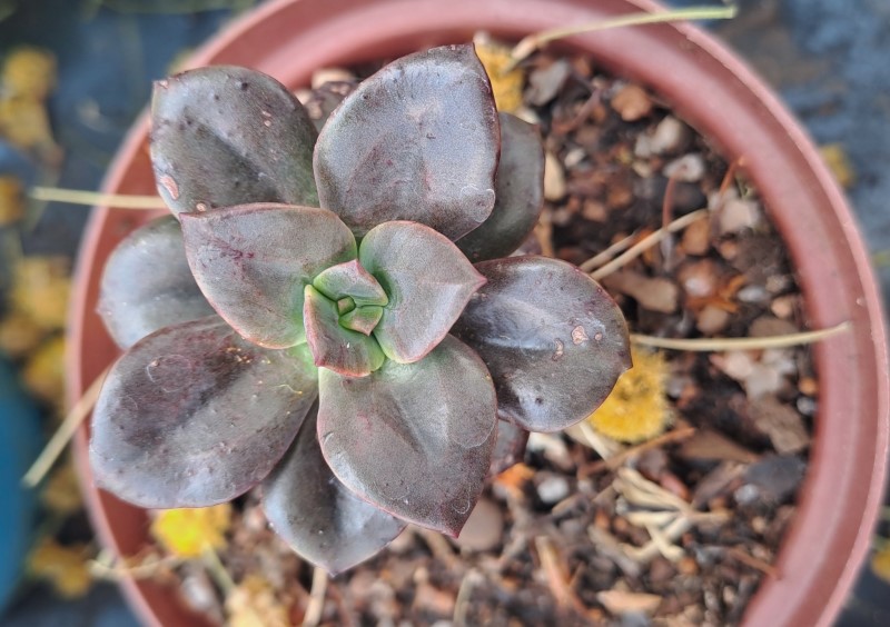 Echeveria 'Melaco'