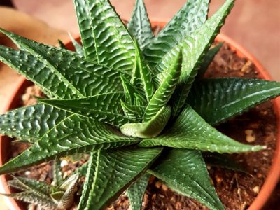 Haworthiopsis limifolia - Fairy Washboard