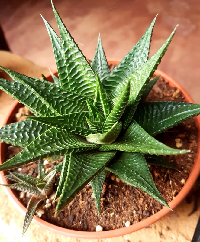 Haworthiopsis limifolia - Fairy Washboard