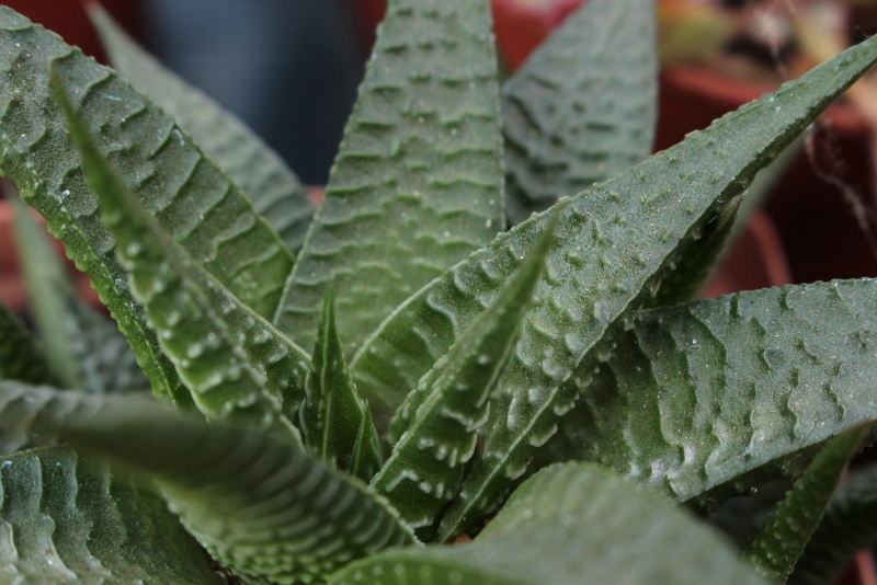 Haworthiopsis limifolia - Fairy Washboard