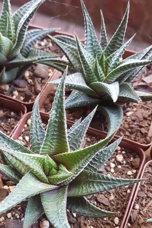 Haworthiopsis limifolia - Fairy Washboard