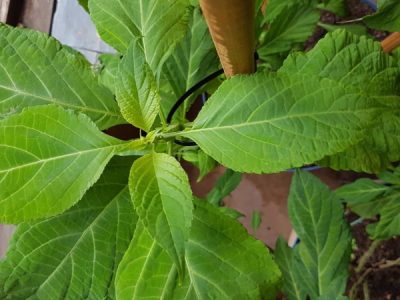 Salvia divinorum