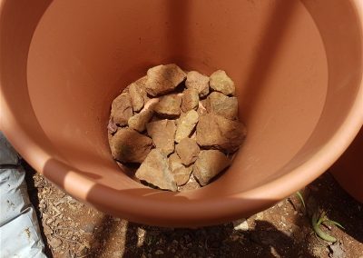 Salvia divinorum_Replanting Plants