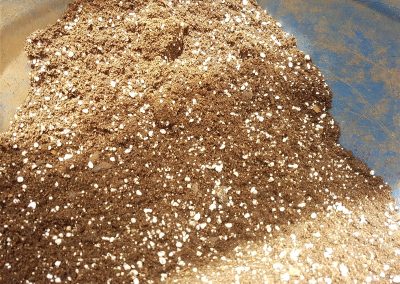 Salvia divinorum_Replanting Plants