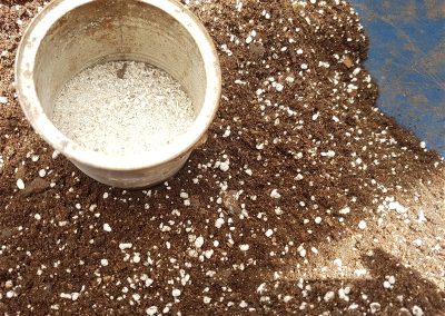 Salvia divinorum_Replanting Plants