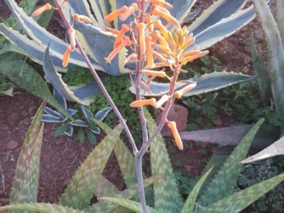 Aloe maculata - Soap Aloe