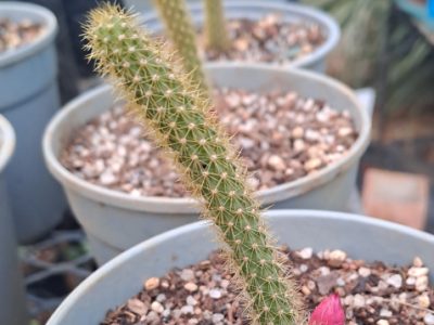 Aporocactus flagelliformis - Rat Tail Cactus