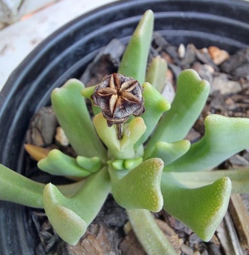Rhombophyllum dolabriforme - Hatchet plant, Elkhorn Plant