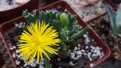Rhombophyllum dolabriforme - Hatchet plant, Elkhorn Plant