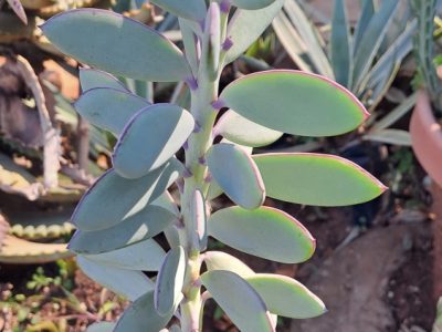 Senecio crassissimus - Vertical leaf Senecio