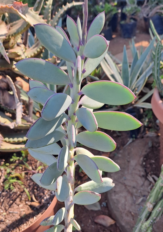 Senecio crassissimus - Vertical leaf Senecio