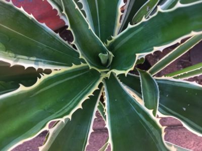 Furcraea selloa var. marginata - Variegated Sword Lily