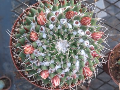Mammillaria magnimamma - Mexican Pincushion Cactus