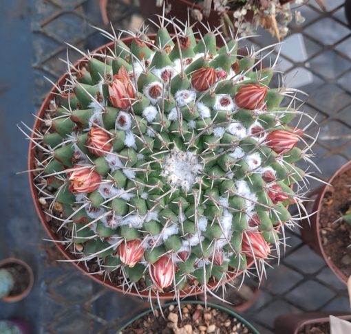 Mammillaria magnimamma - Mexican Pincushion Cactus - Mature Plant