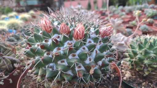 Mammillaria magnimamma - Mexican Pincushion Cactus - Mature Plant