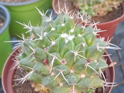 Mammillaria magnimamma - Mexican Pincushion Cactus Plant