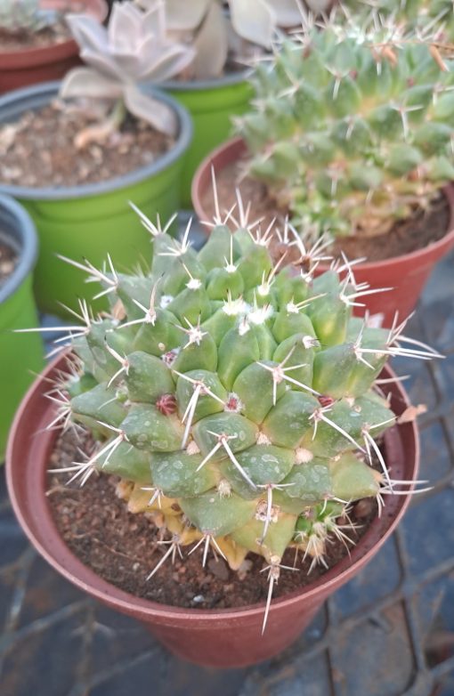 Mammillaria magnimamma - Mexican Pincushion Cactus Plant