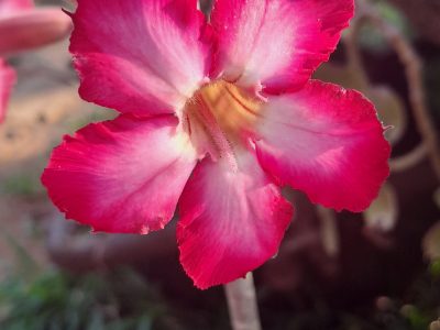 Adenium obesum - Dessert Rose
