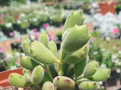 Cotyledon ladismithiensis 'Konekonotume' - Cat Paw
