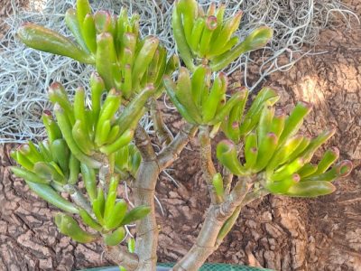 Crassula ovata 'Gollum' - Shrek's Ears