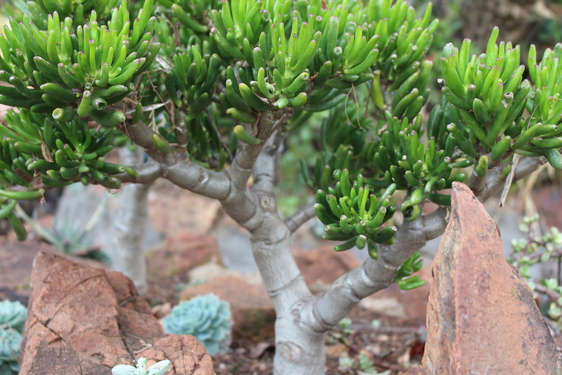 Crassula ovata 'Gollum' - Shrek's Ears