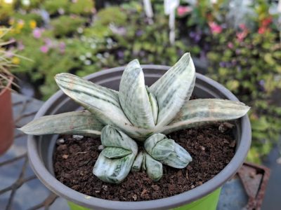 Gasteria 'Fuji Yuki'