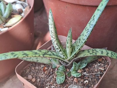 Gasteria bicolor - Lawyer's Tongue