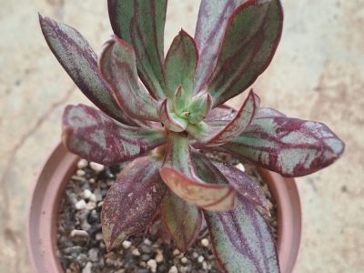 Echeveria nodulosa - Painted Painted Lady