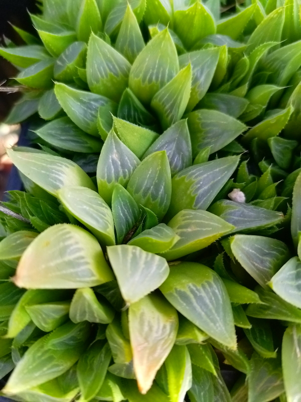 Haworthia retusa - Star Cactus