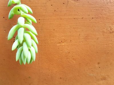 Sedum morganianum - Donkey's Tail