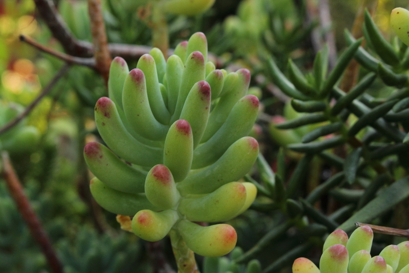 Sedum pachyphyllum - Jelly Beans