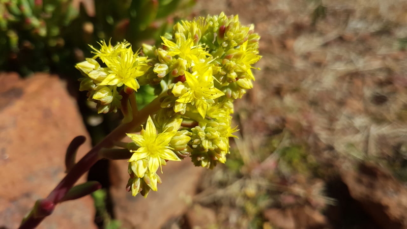 Sedum pachyphyllum - Jelly Beans Flowers