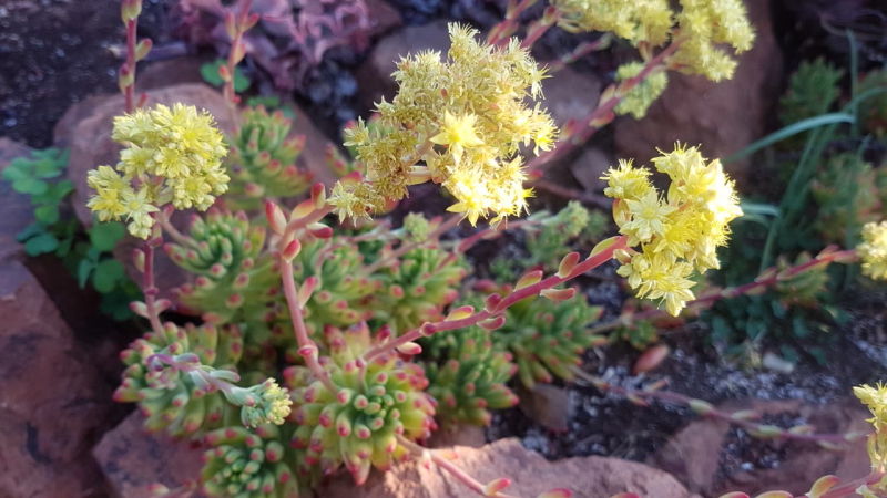 Sedum pachyphyllum - Jelly Beans Flowers