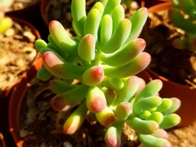 Sedum pachyphyllum - Jelly Beans plant