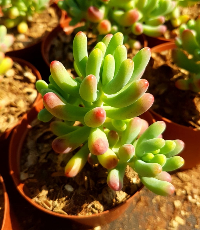 Sedum pachyphyllum - Jelly Beans plant